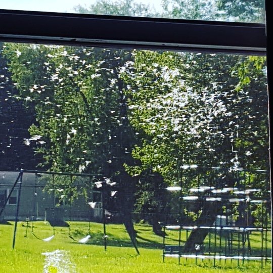 View of park from window 